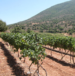 Or Haganuz & Yaffo Wineries 