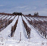 White Wines in Winter