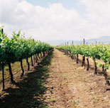 Sauvignon Blancs for Shavuot